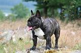 BOULEDOGUE FRANCAIS 1295